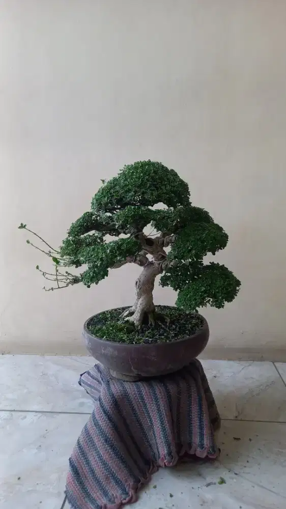 Bonsai Sancang~PremnaMicrophylla 30 cm pas kelas kontes