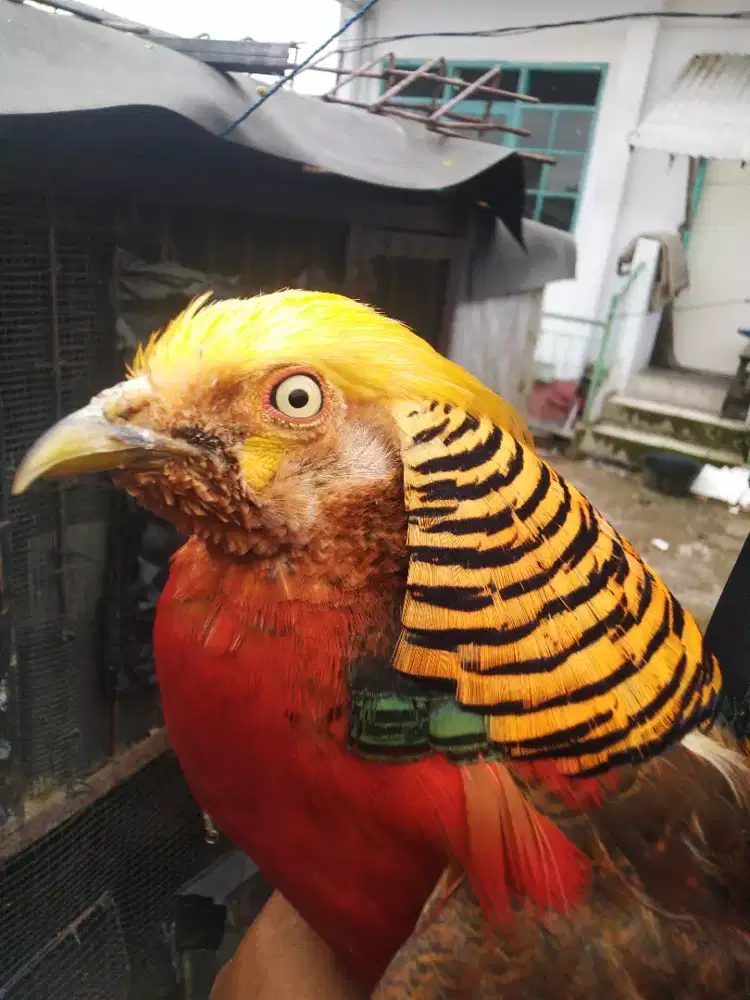 Golden pheasant