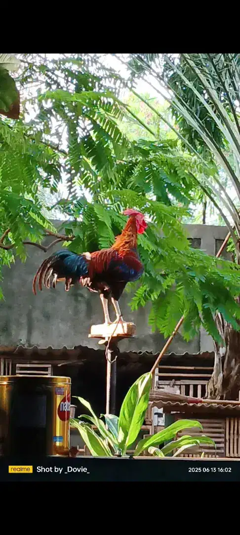Ayam ketawa durasi sambung