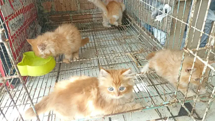 Lepas adopsi kucing persia