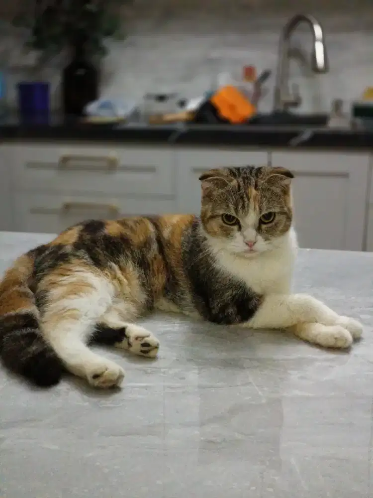 Scotish betina indukan proven