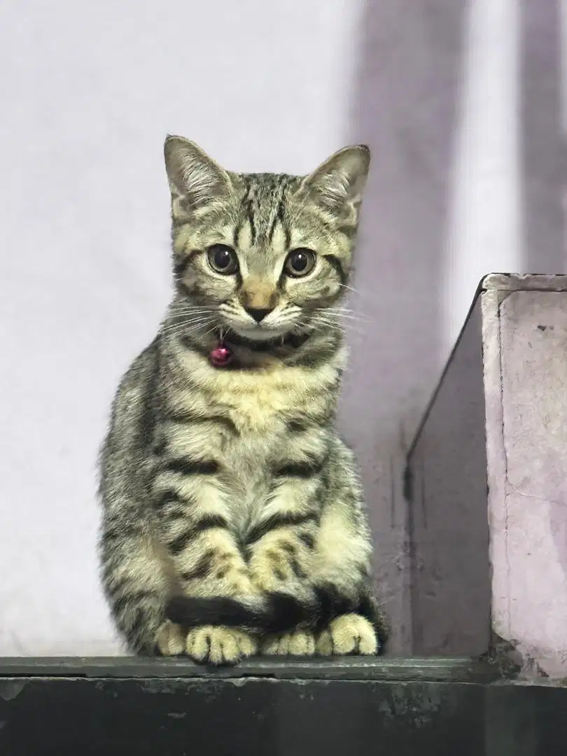 BSH Mix Munchkin Tabby Kitten Jantan