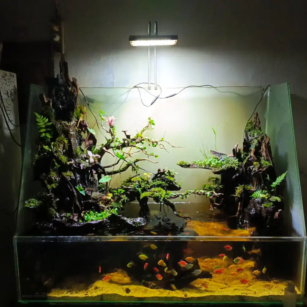 Paludarium plant