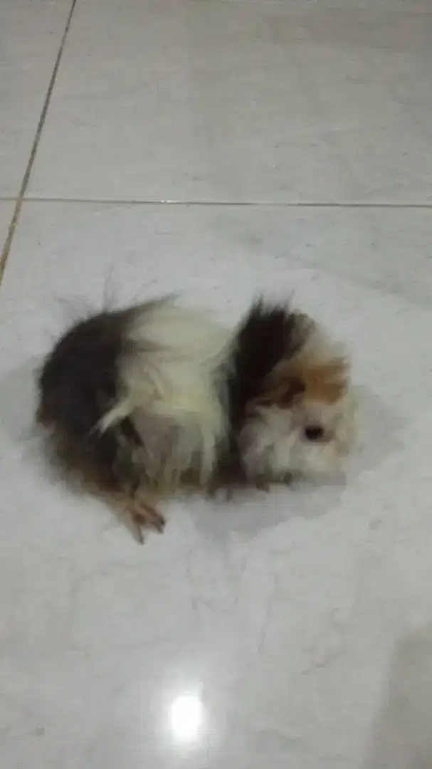 Marmut abysinian betina