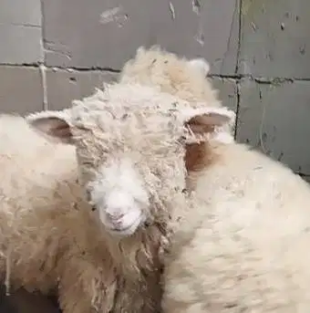 3 ekor cempe domba merino super 4 bulanan 1 jantan 2 betina exotik top