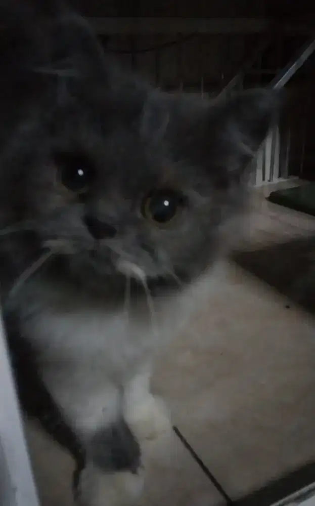 Kitten Persia flatnose Betina Longhair