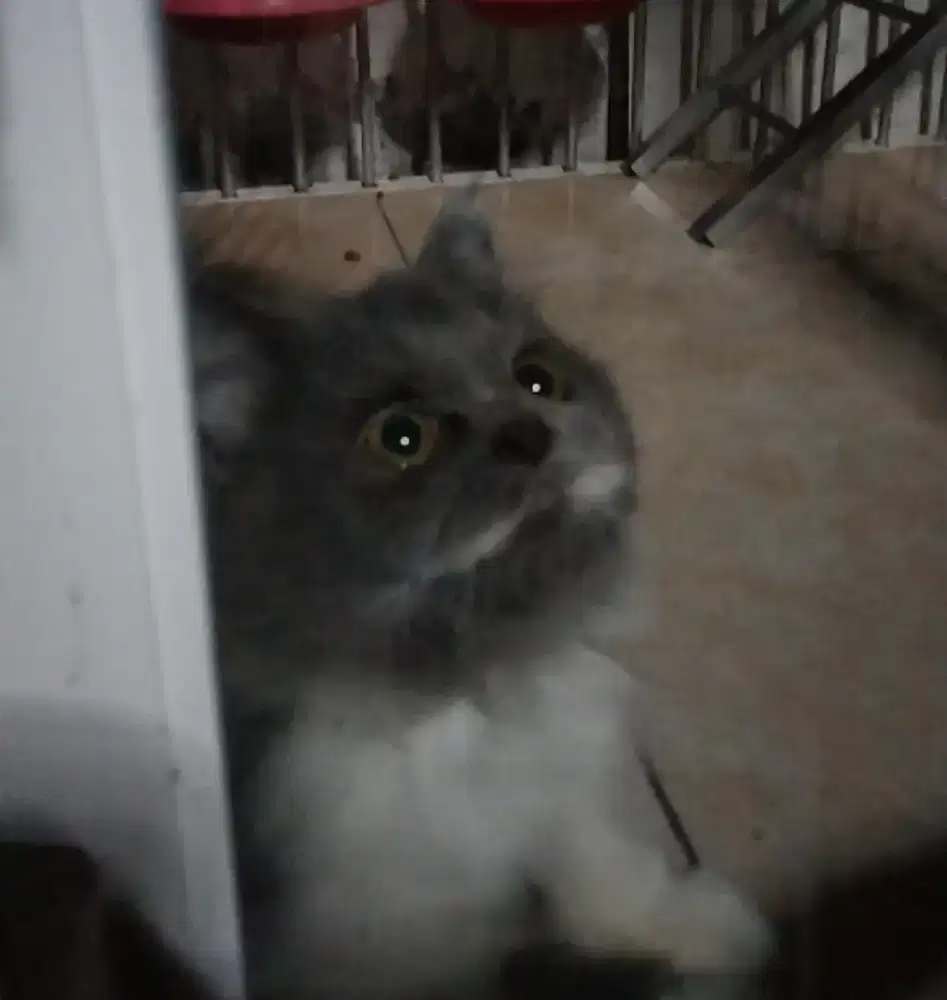 kitten persia Flatnose betina