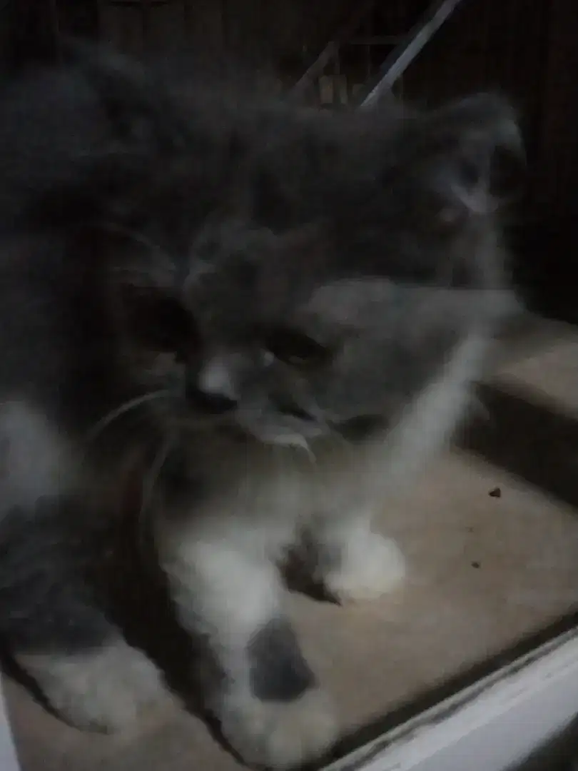 Kucing Persia Flatnose Longhair abu