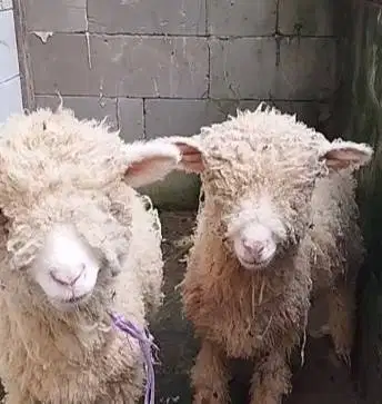 3 ekor bibit domba merino super 4 bulan 1 jantan 2 betina rawatan unik
