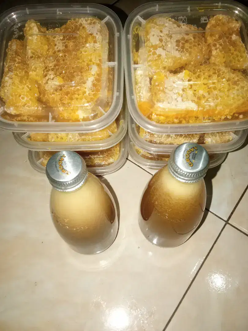 Madu murni dari hutan