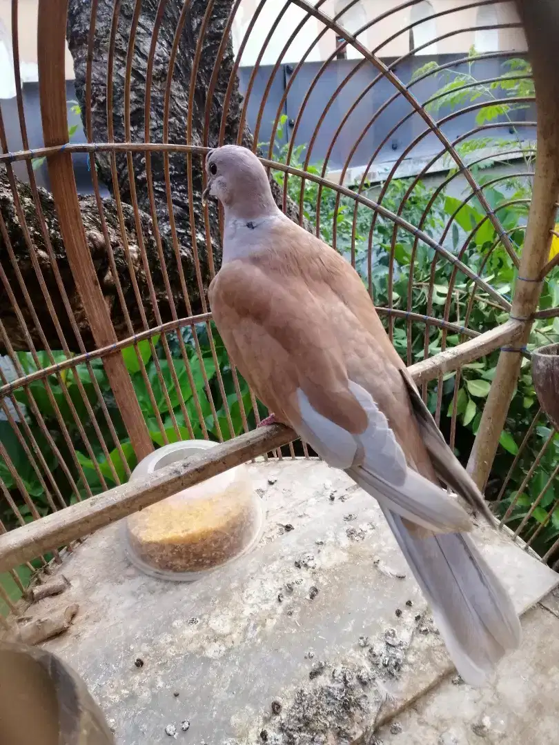 Burung puter lengkap sangkar
