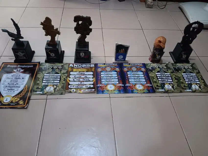 murai batu prestasian ekor putih