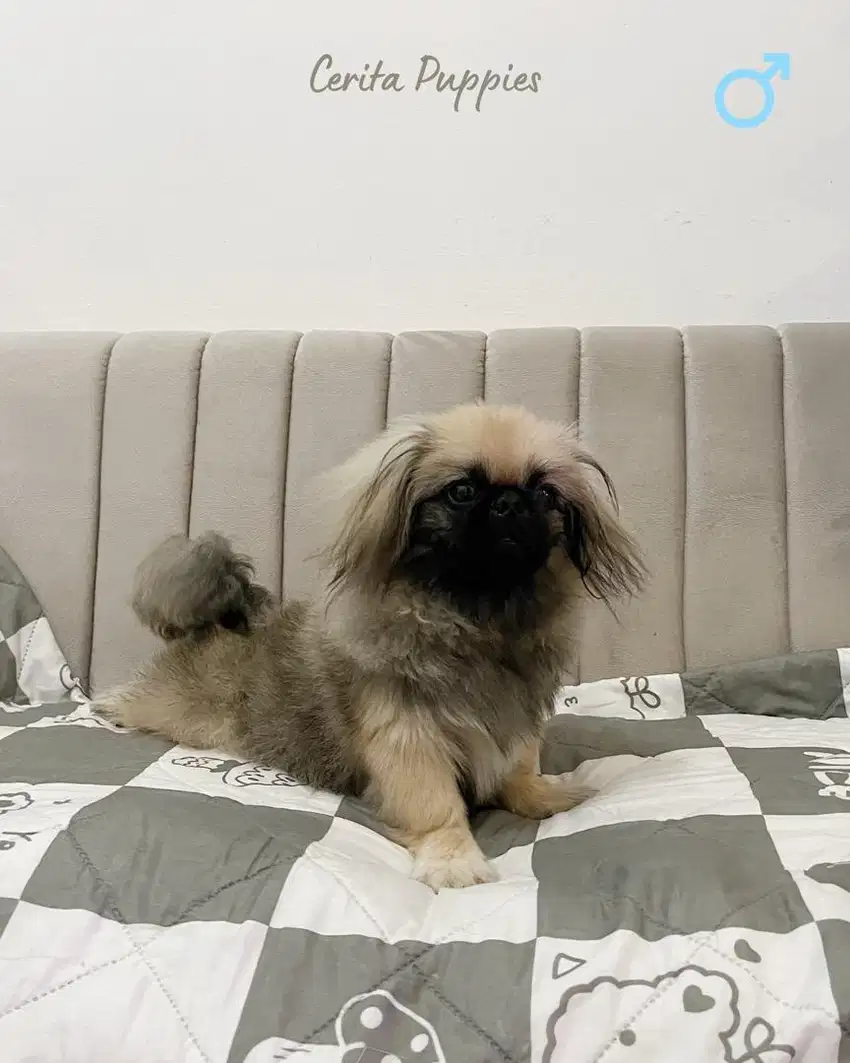 Dijual Calon Pejantan Pekingese