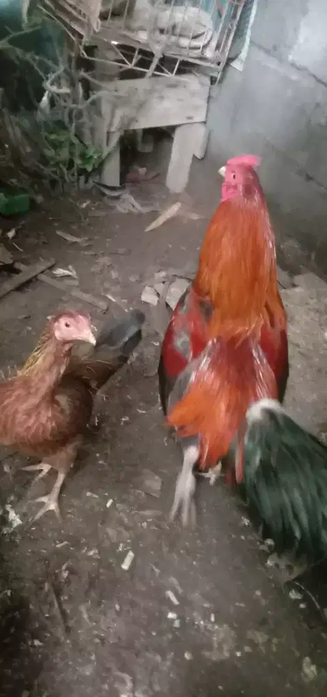 Ayam kampung dan Entok