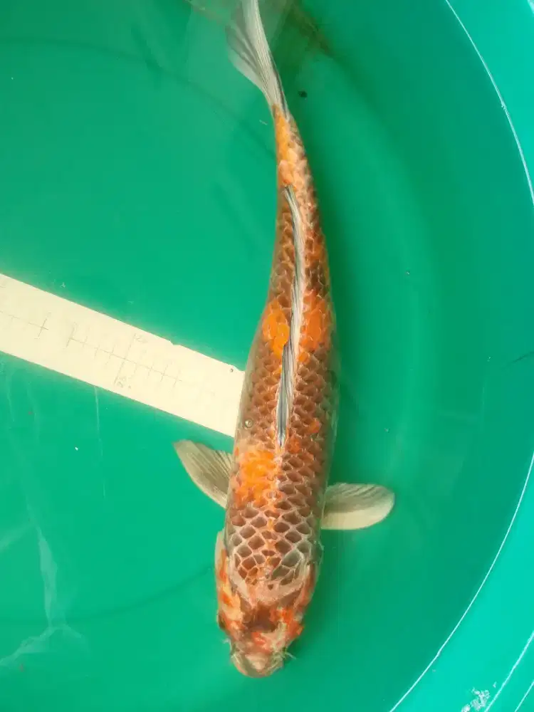 Ikan koi jenis KIN UTSURI 49cm antik