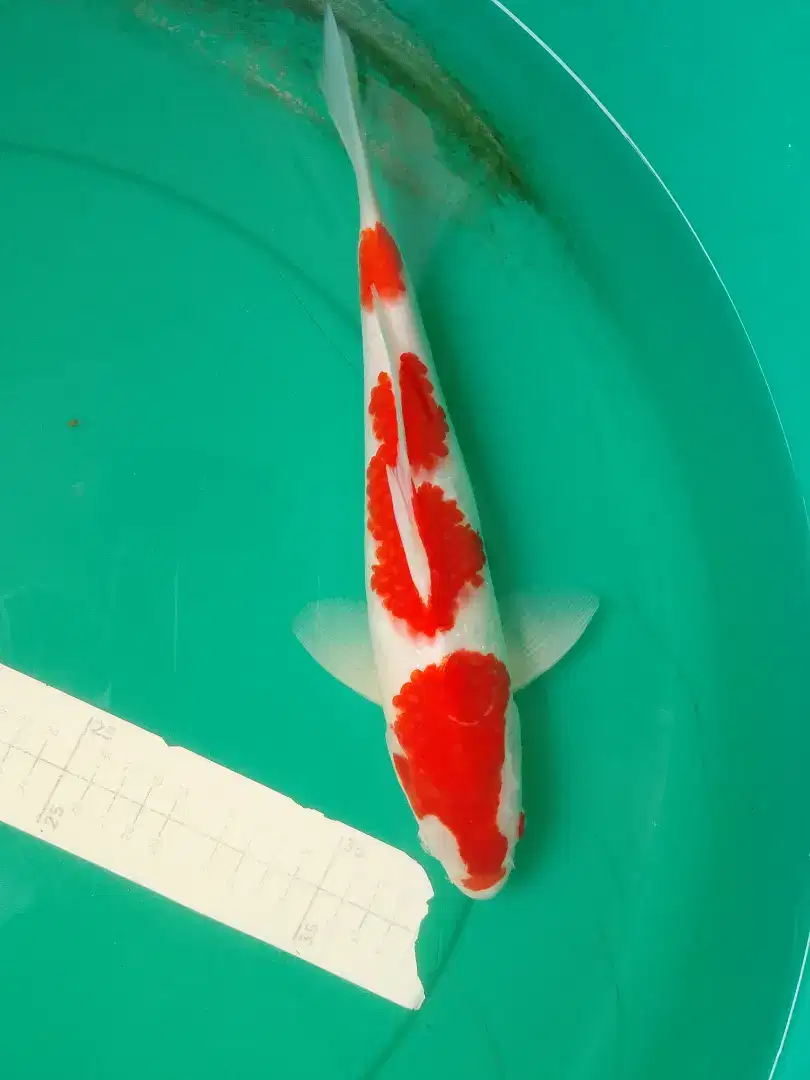 Ikan koi jenis KOHAKU 34cm pola original