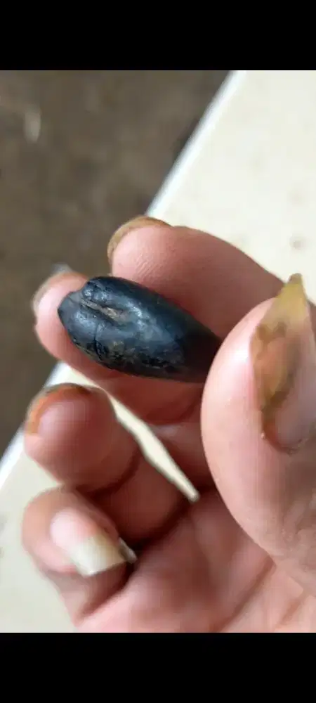 posil fosil Batu kijing hitam alami antik koleksi