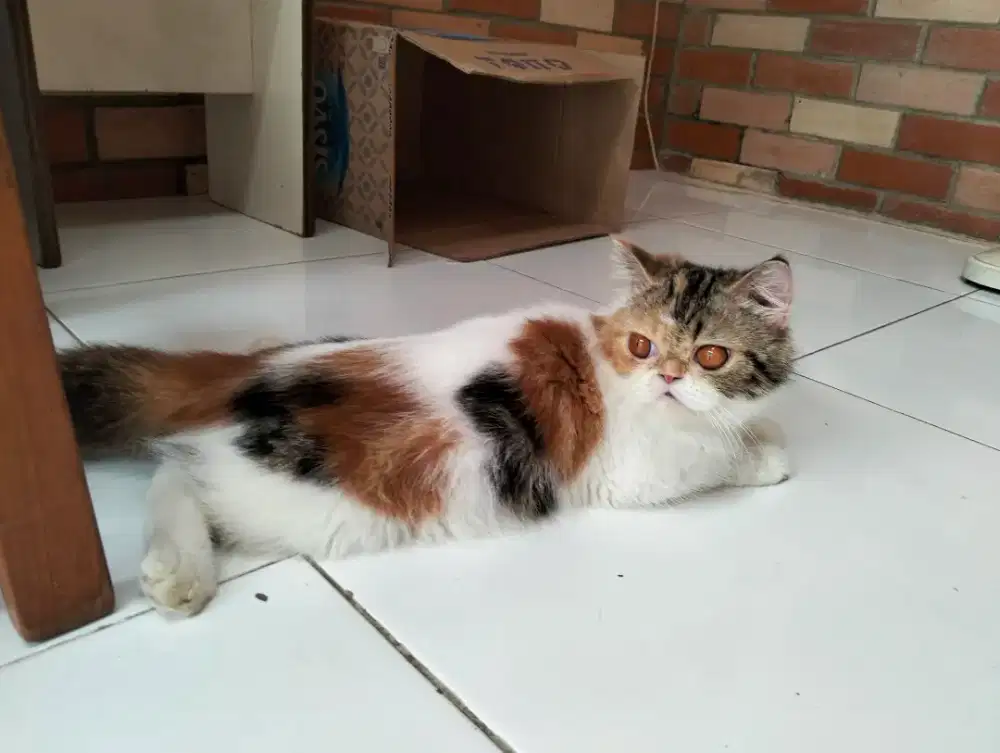 Kucing Persia peak Calico betina
