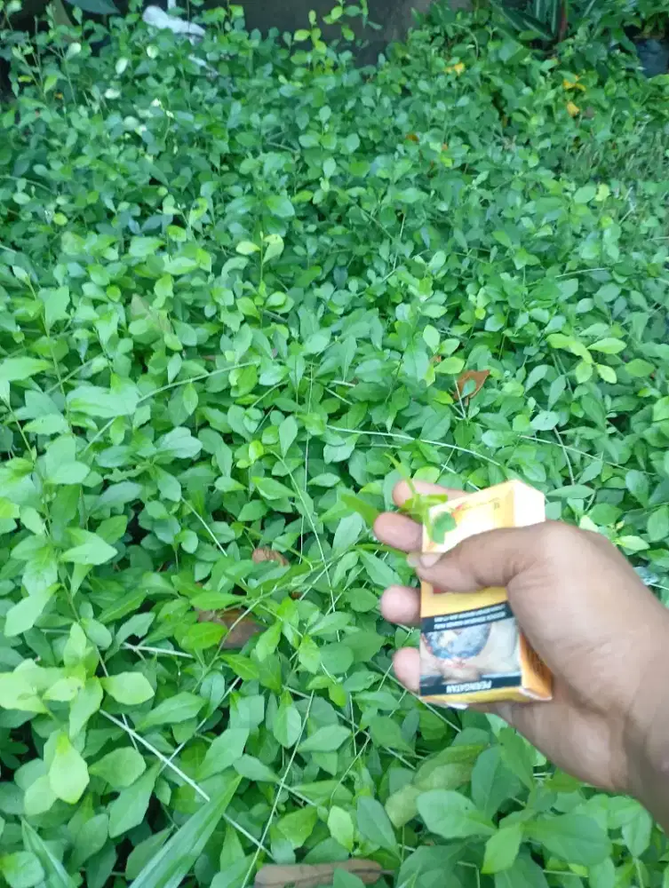 Tanaman hias leekwan nyeww