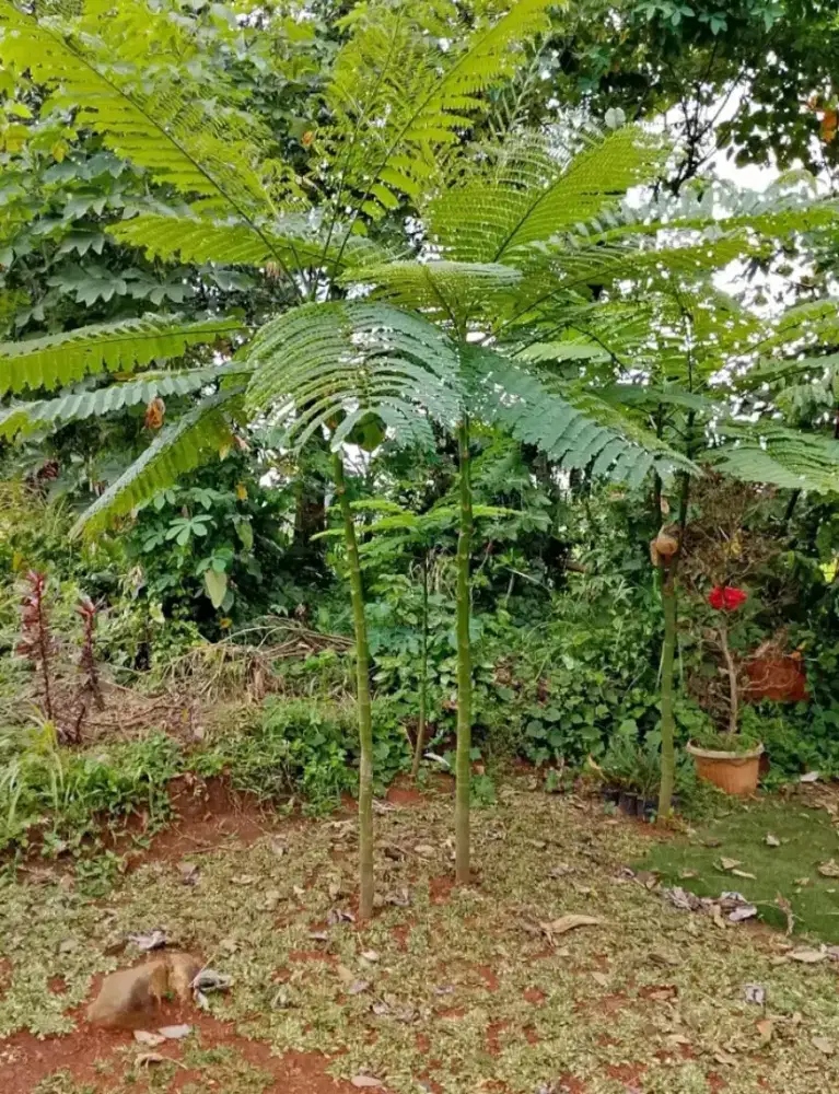 Tanaman hias pakis Brazil solobium tinggi 2mtr lebih