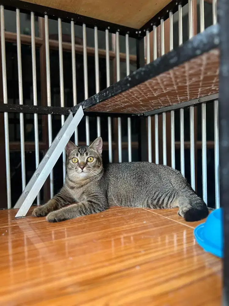 BSH golden x BSH lilac borongan 4 anabul atau satuan