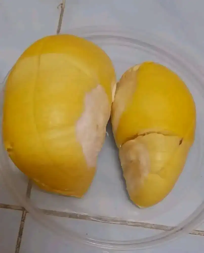 Sedia bibit Durian tembaga pukat Aligator miki Bandar Lampung