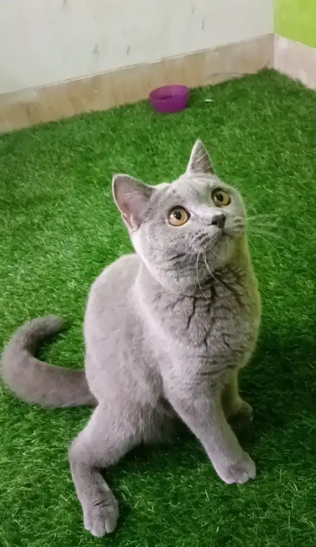 British Shorthair BSH blue solid betina ped ICA