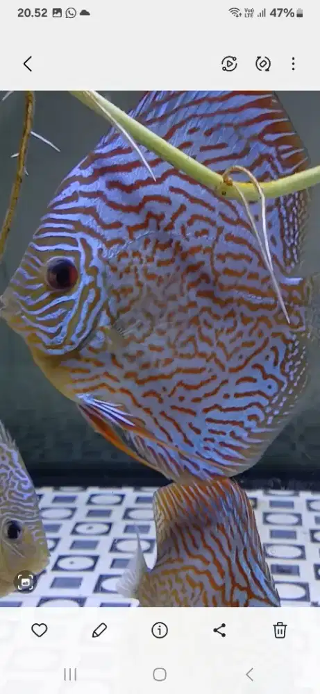 Ikan discus leopard blue
