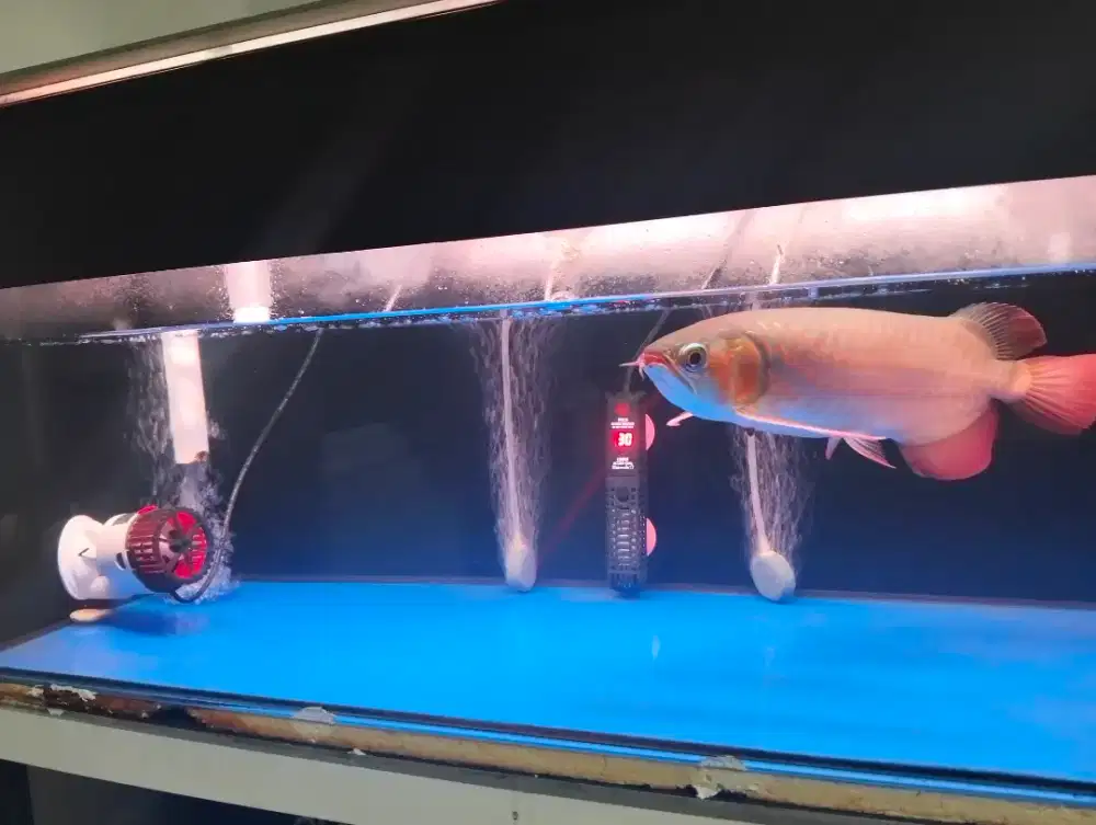 ARWANA SR 30CM + AQUARIUM FULL SET
