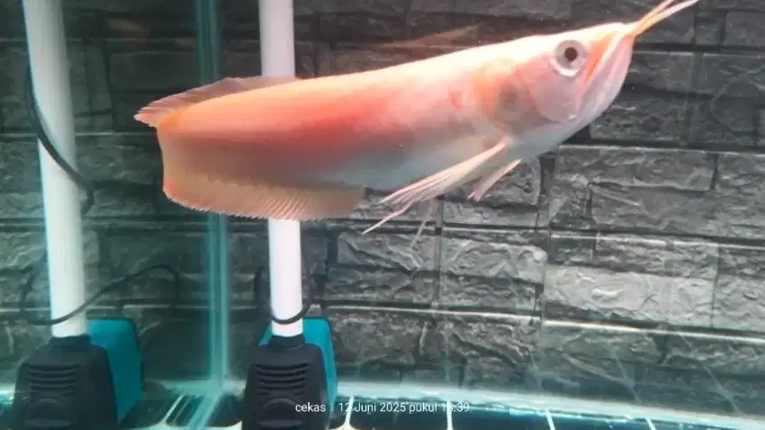 Ikan Arwana albino