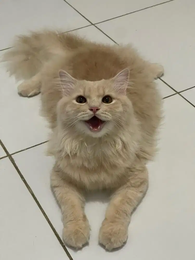 Kucing persia / persia jantan / persia