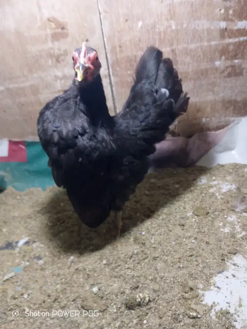 Ayam Serama betina