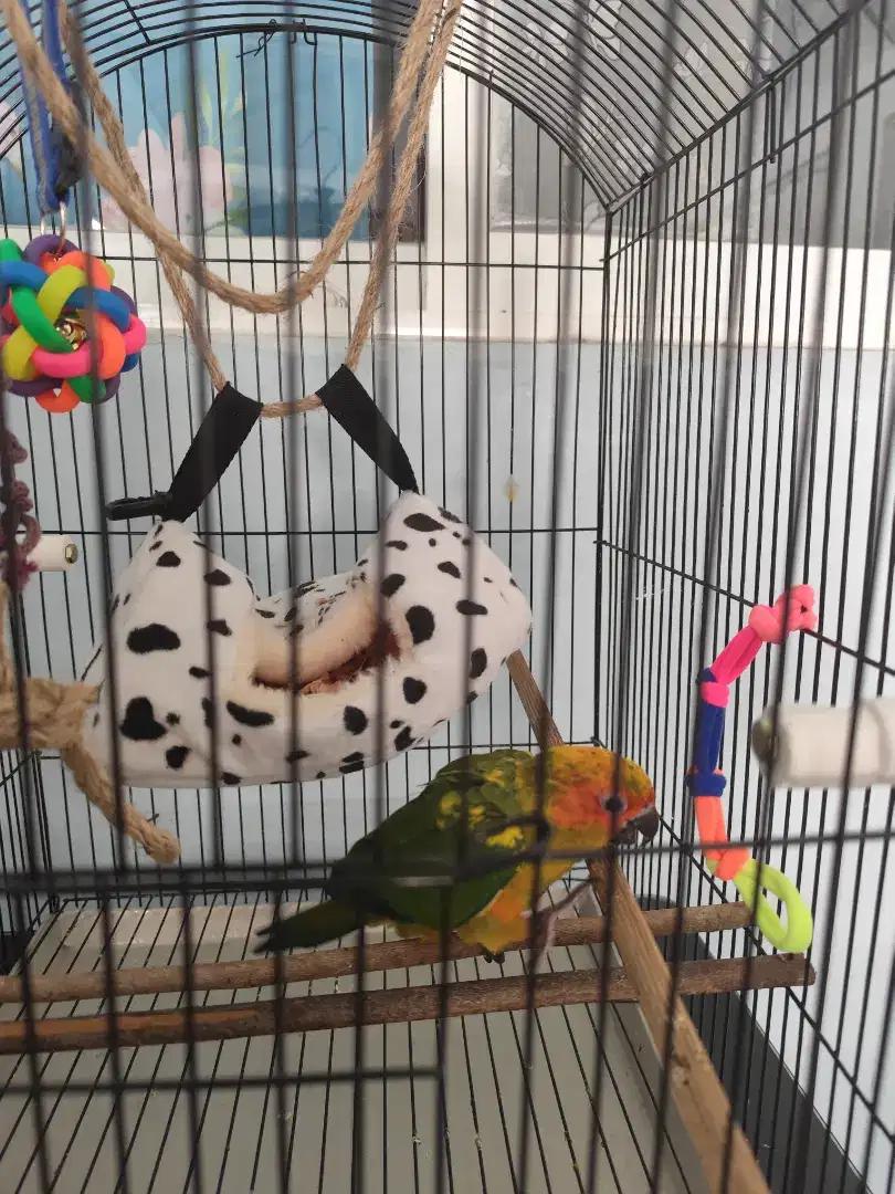 Burung Sunconure Usia 2 Bulan