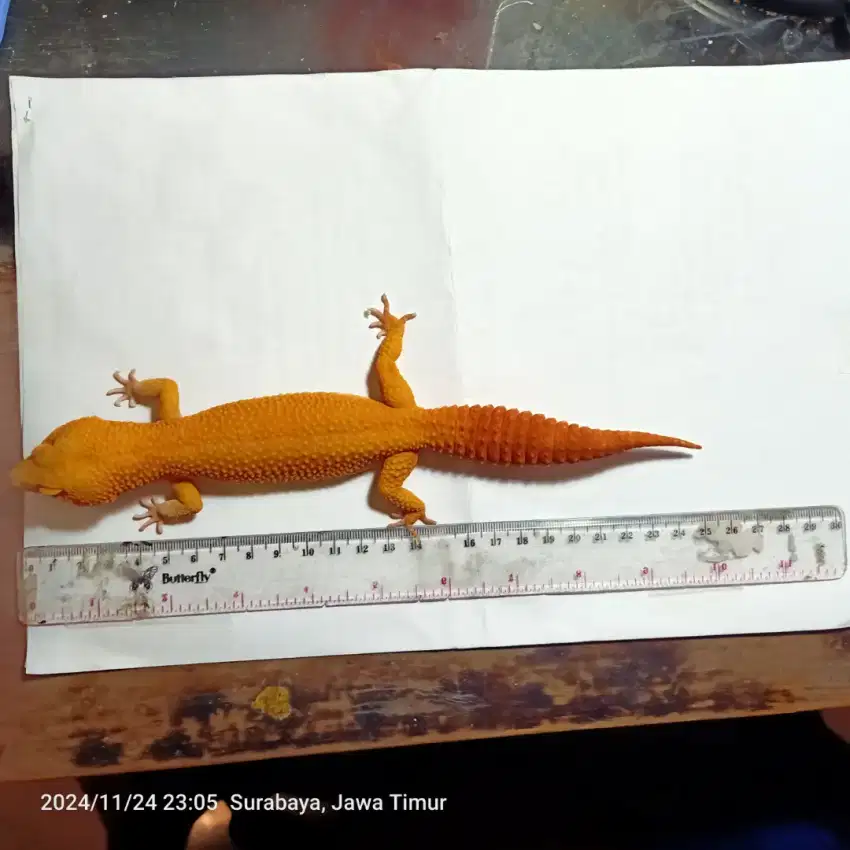 Jual gecko sunglow panjang 25