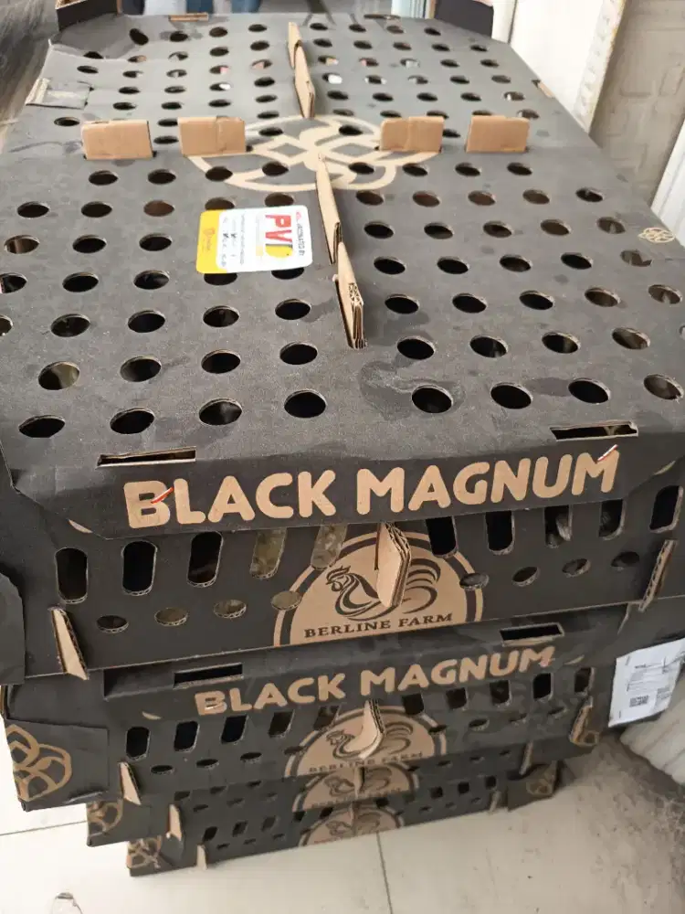 BLACK MAGNUM JOPER