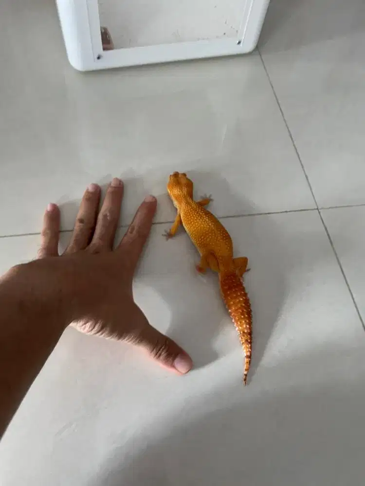 Gecko Sunglow Tomato