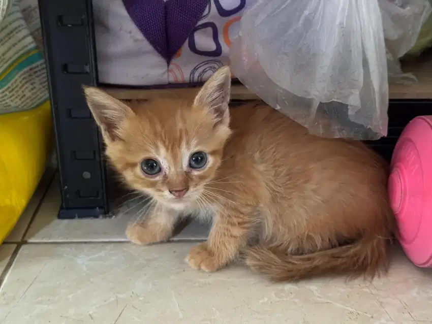 Kucing maxdom 2 bln