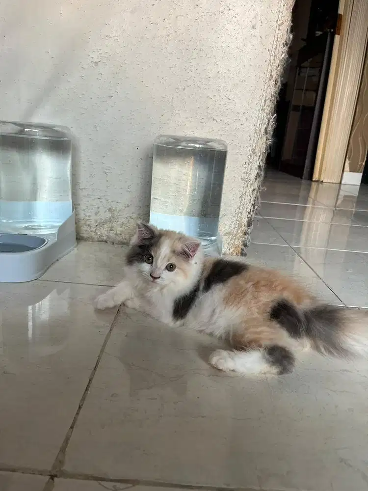 Kitten Persia Medium big bone