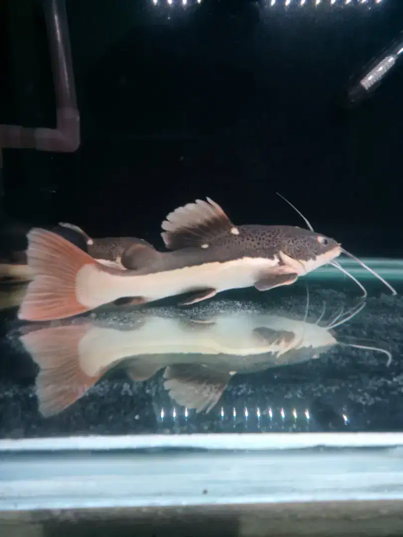 Ikan Rtc size gede