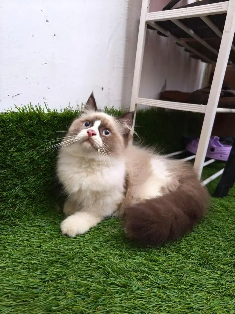 Kucing Ragdoll 3 Bulan simetris Non Ped