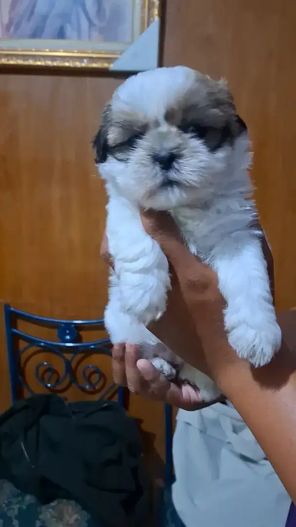 Anak Anjing Shihtzu
