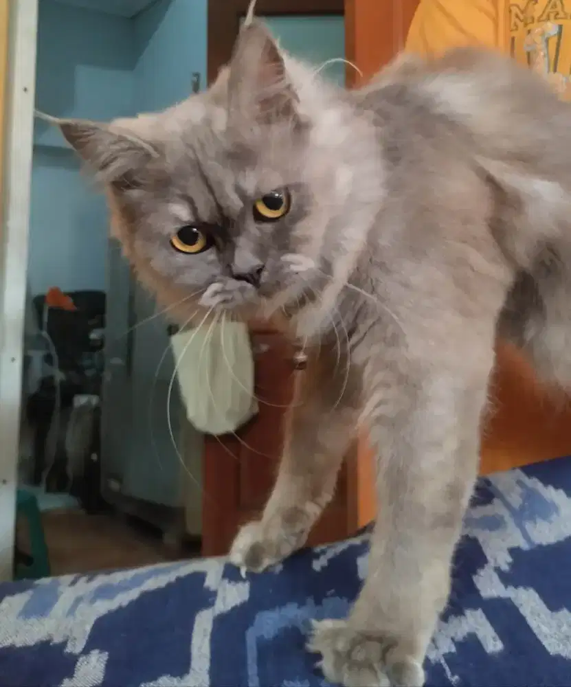 DIJUAL kucing persia betina