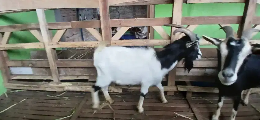 Kambing hias lucu
