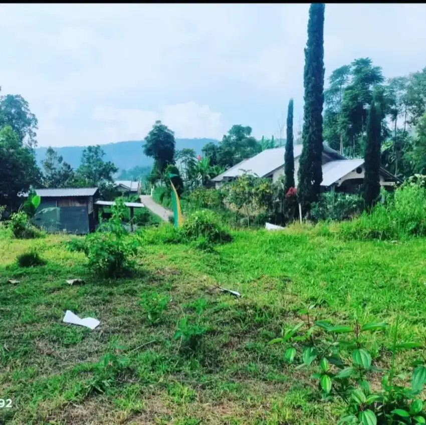 TANAH MURAH KEMUNING