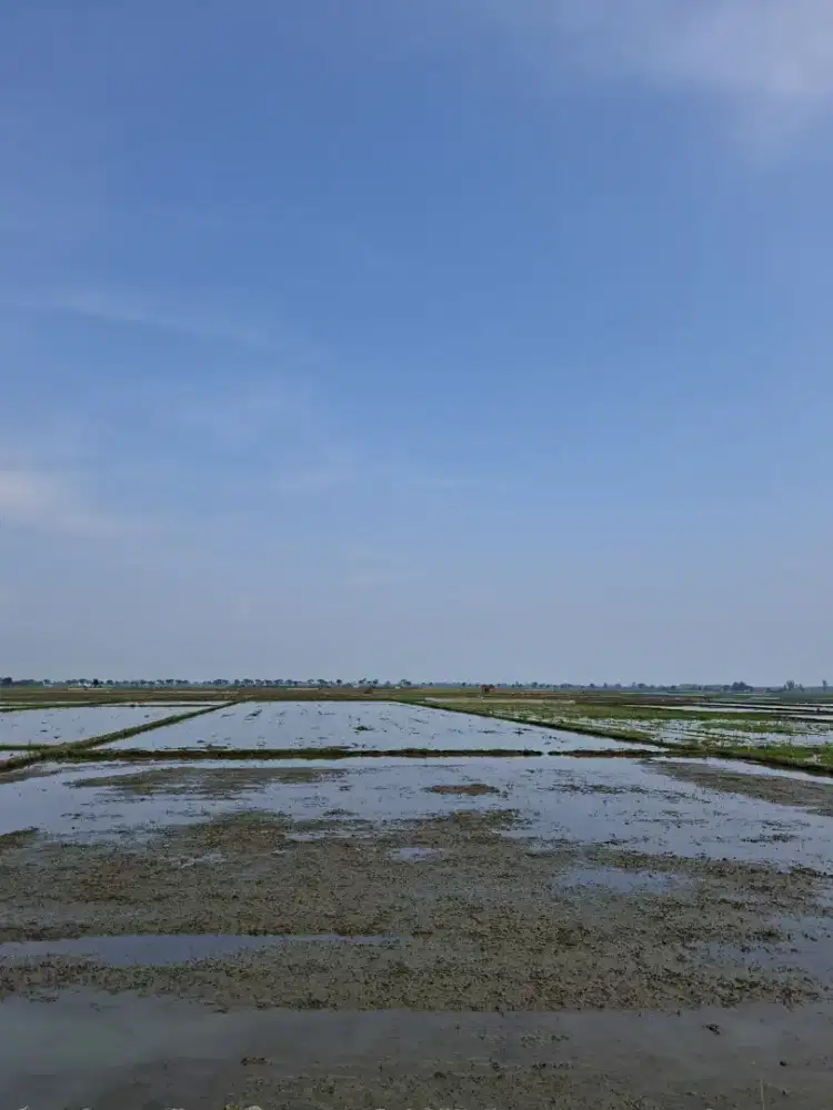 Dijual lahan sawah di Pemalang, Jawa Tengah