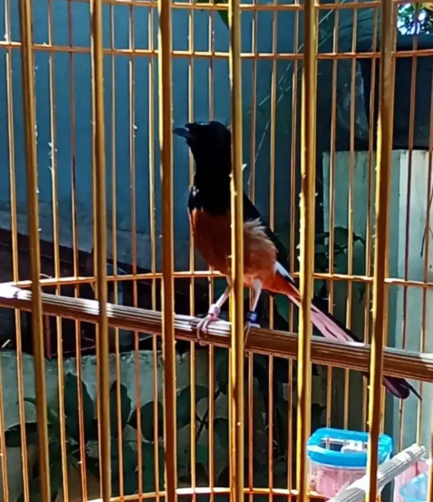 Murai Batu Spesial karet 2