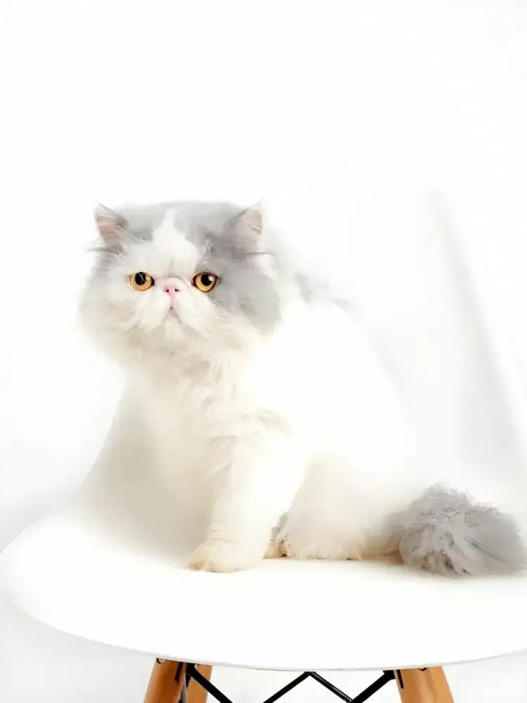 Pacak peaknose BLUE VAN long hair garansi