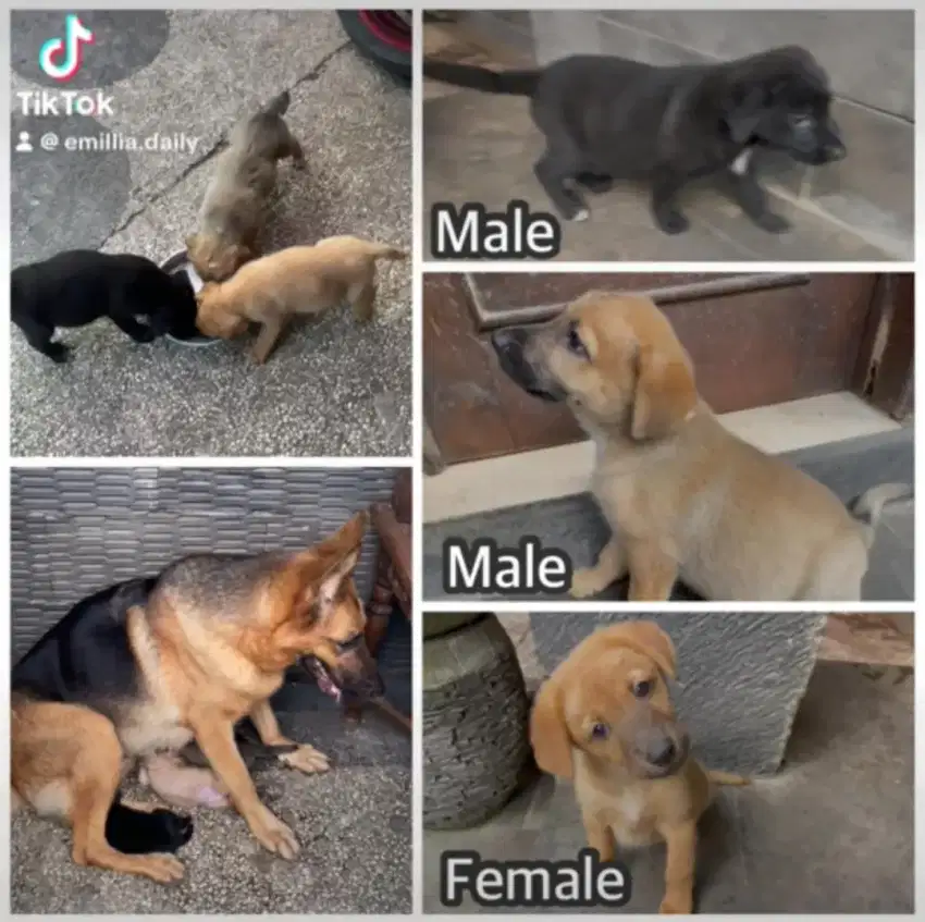 Dijual anakan Herder