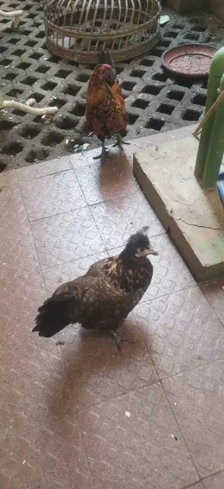 Sepasang ayam hias sehat kukuruyuk lantang