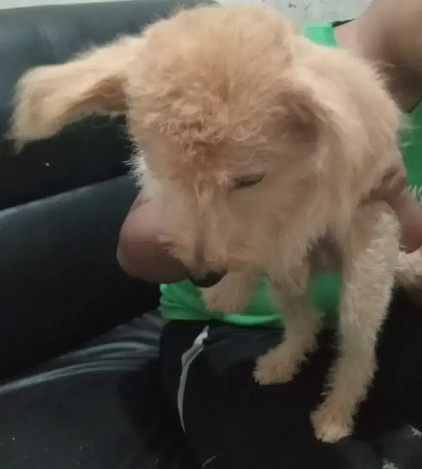 Jantan mix poodle
